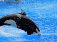 White and black animal Species of killer whale